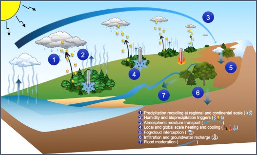 Vegetation is linked to rainfall and water availability